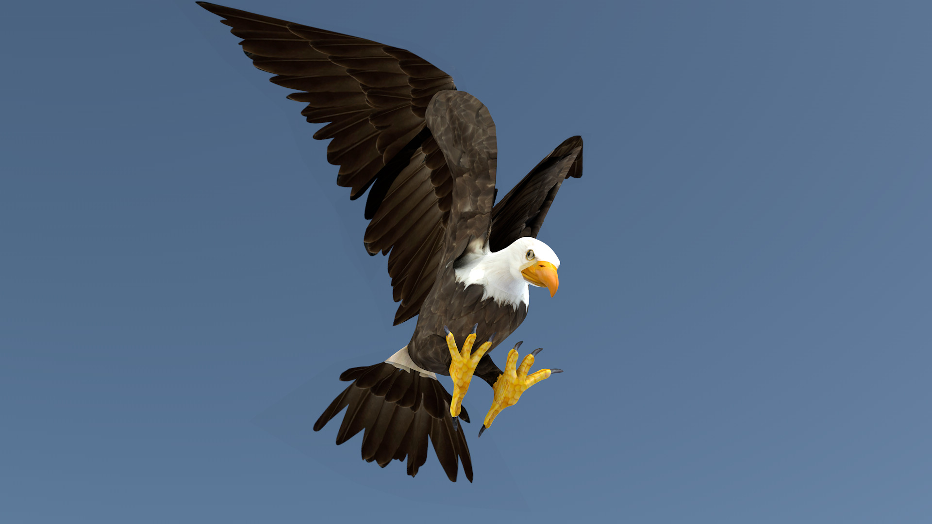 White Headed Eagle 3D model_5