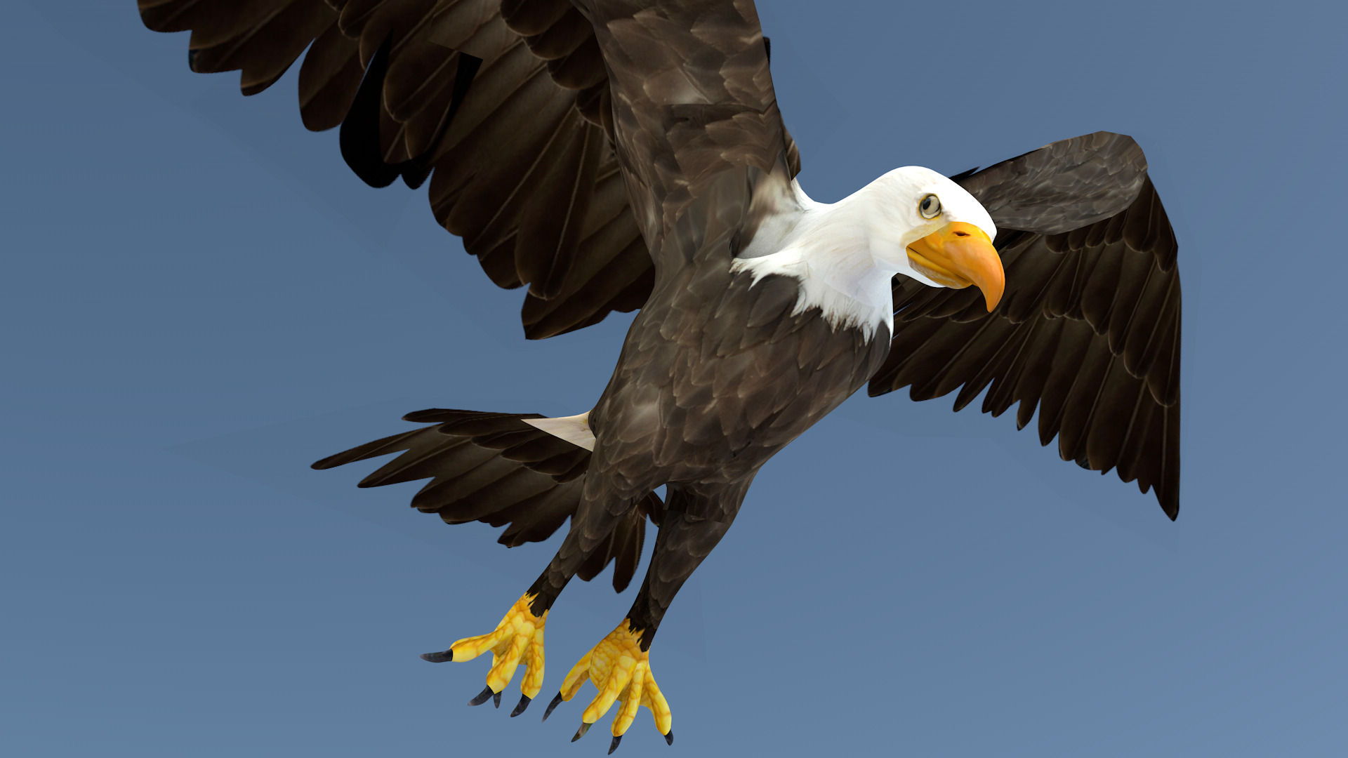 White Headed Eagle 3D model_9