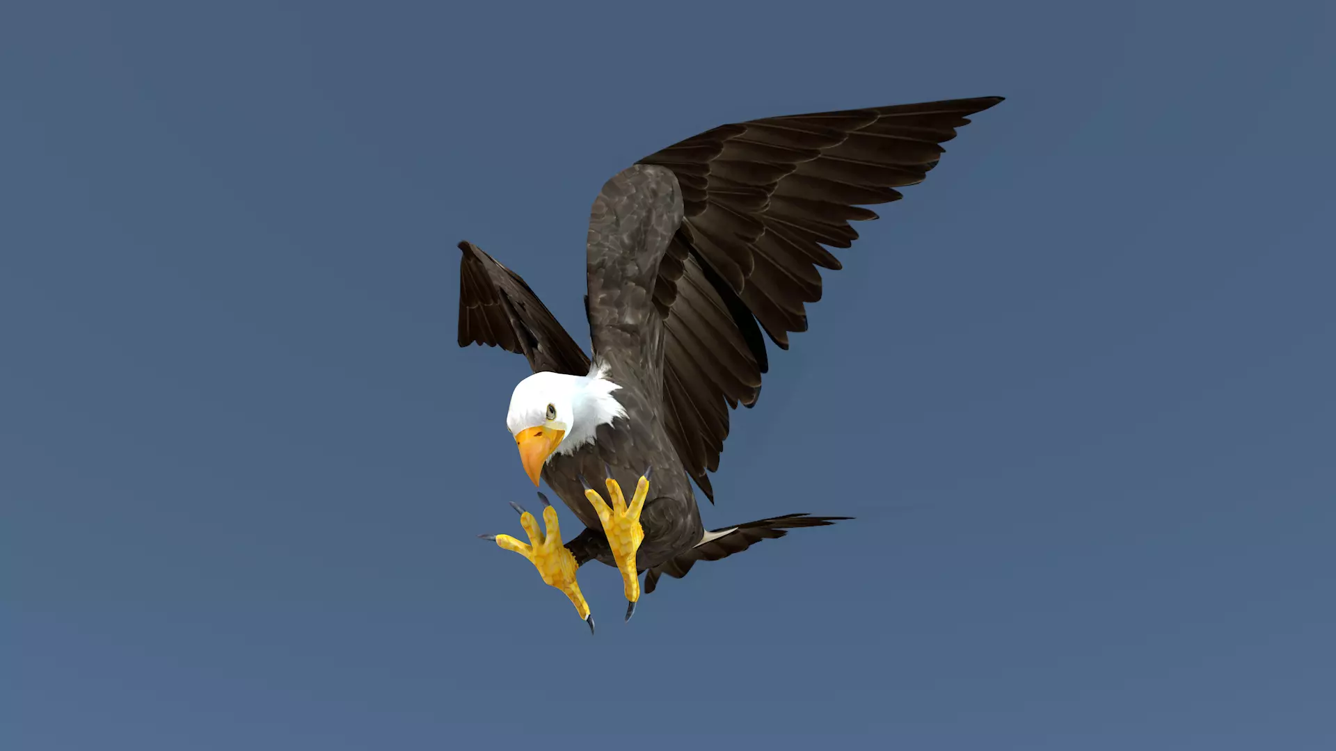 White Headed Eagle 3D model_0