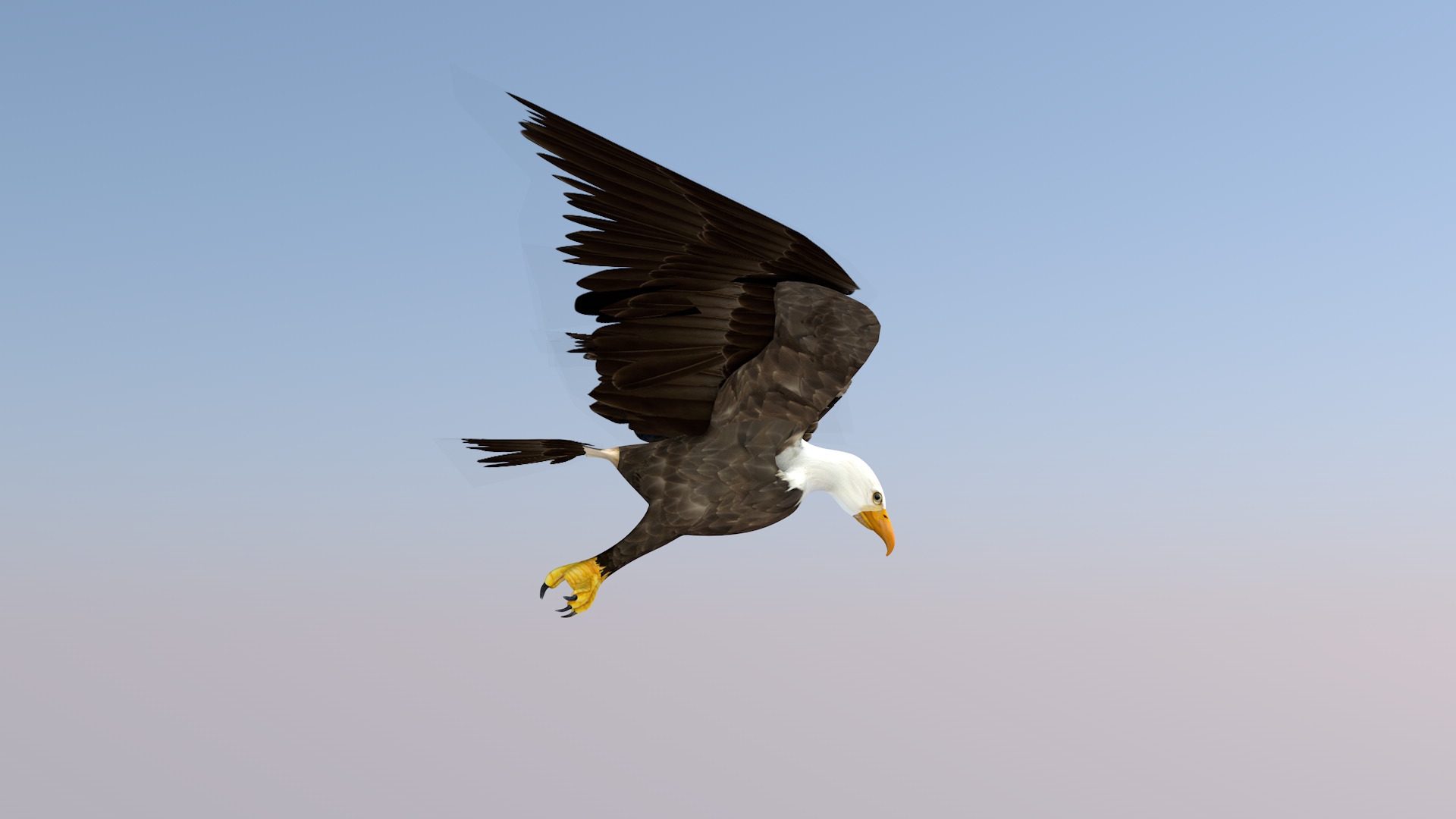 White Headed Eagle 3D model_13
