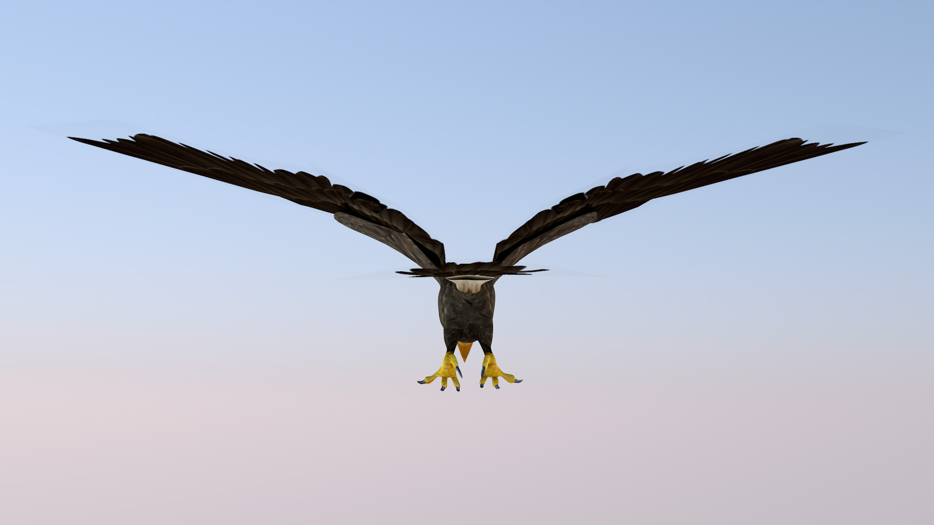 White Headed Eagle 3D model_12