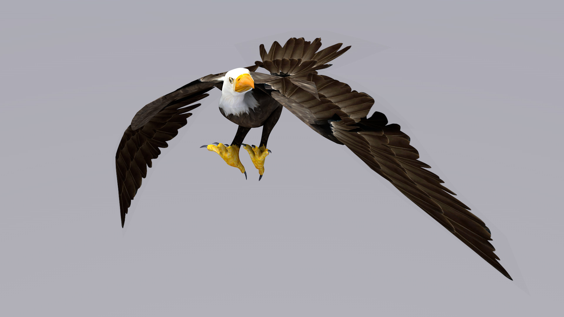 White Headed Eagle 3D model_4