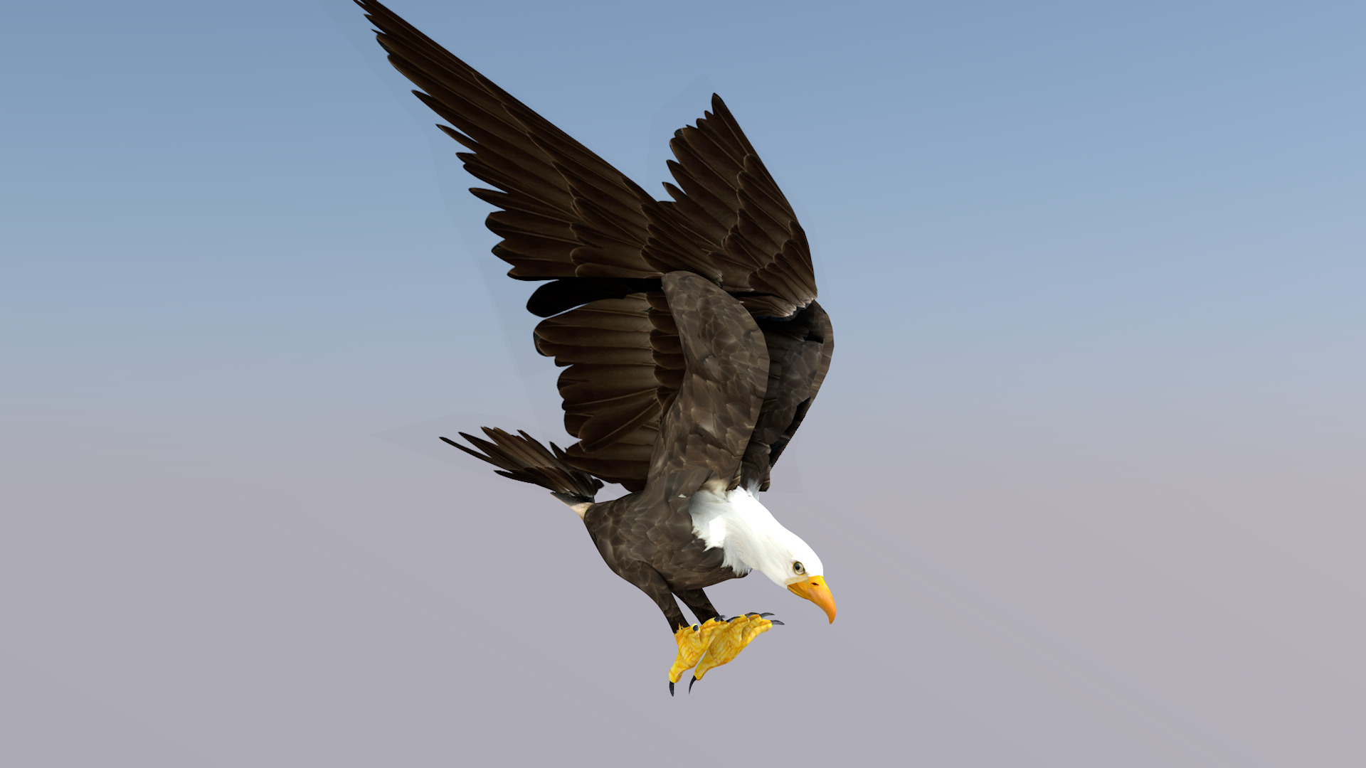 White Headed Eagle 3D model_1