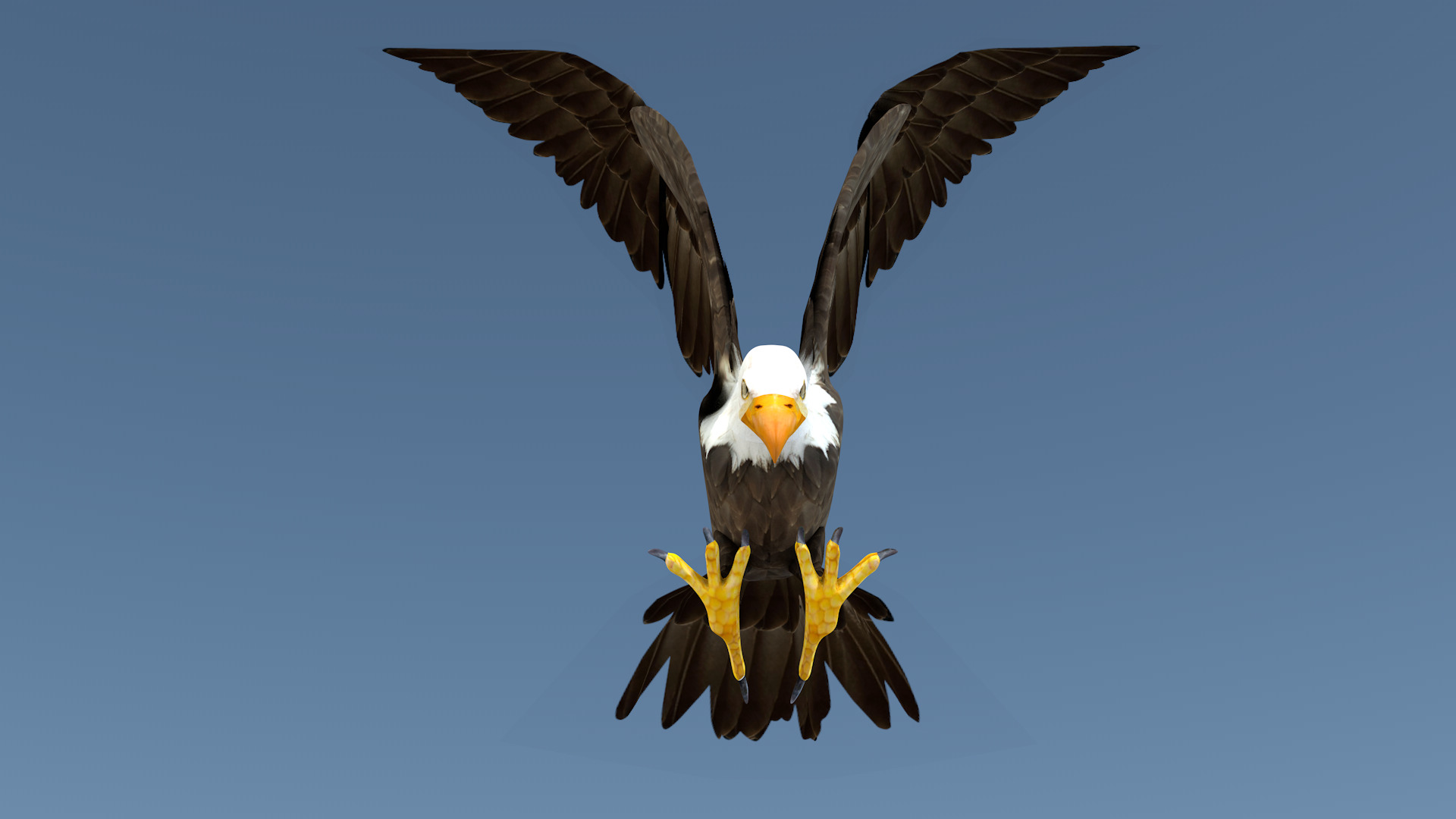 White Headed Eagle 3D model_6