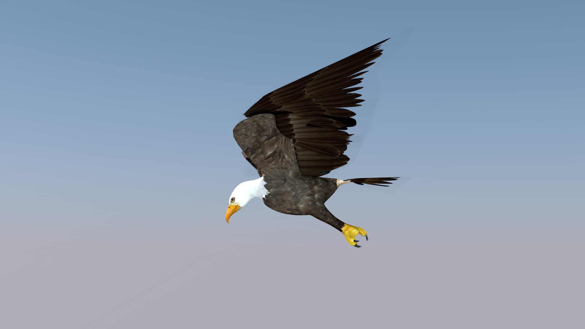 White Headed Eagle 3D model_10