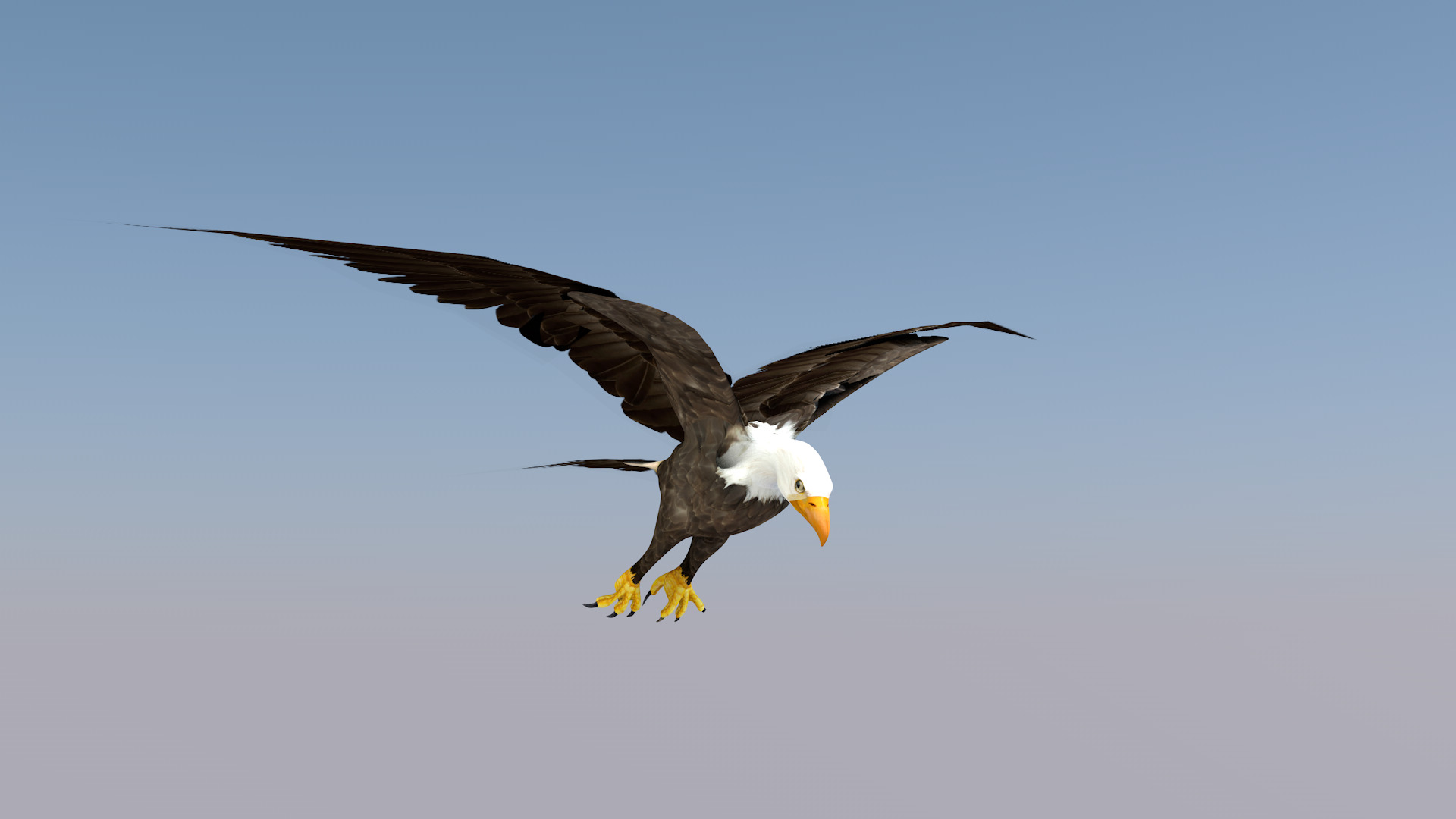 White Headed Eagle 3D model_14