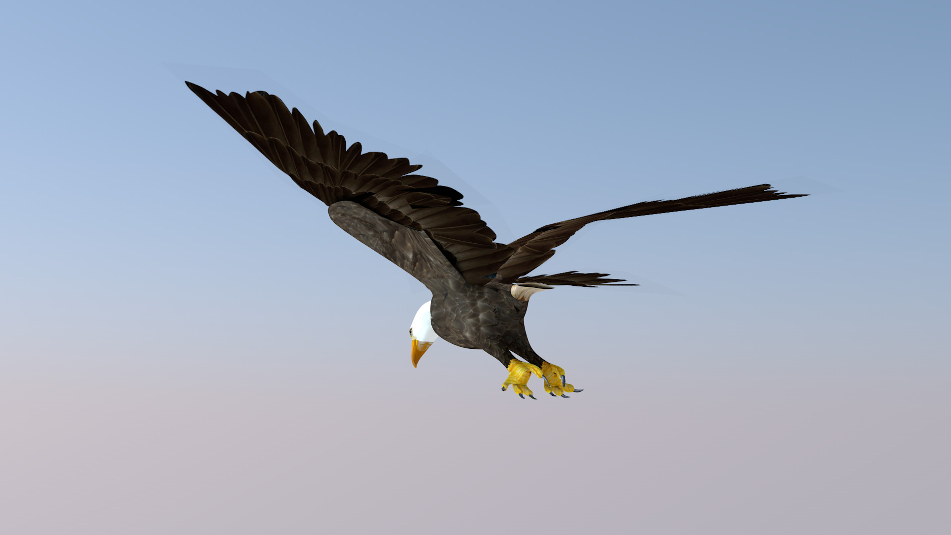 White Headed Eagle 3D model_2