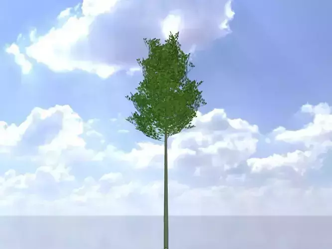 Alnus glutinosa tree summer 5000mm Low-poly 3D model