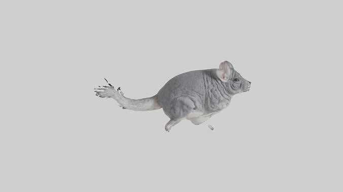 Chinchilla hopping model Low-poly 3D model