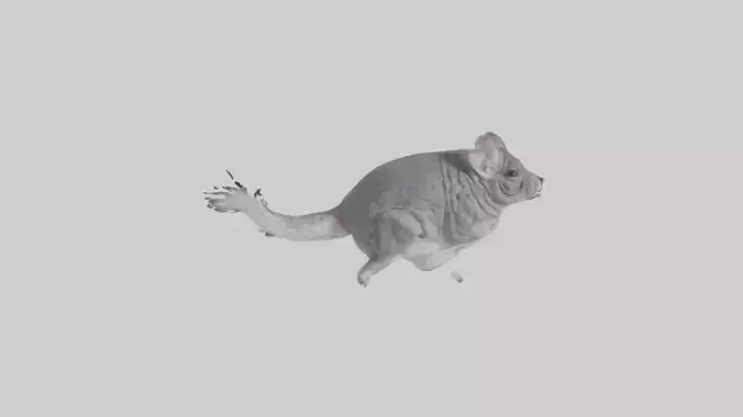 Chinchilla hopping model