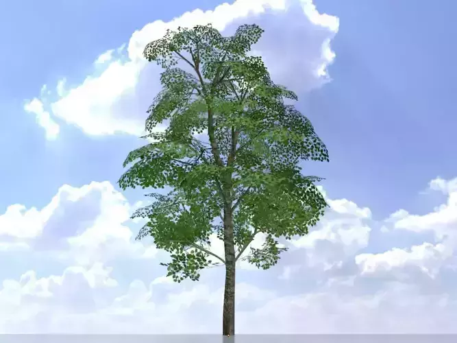 Alnus glutinosa tree summer 8000mm Low-poly 3D model