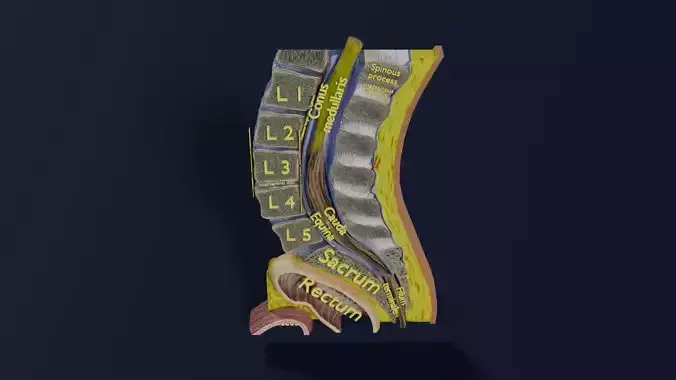 Lower Back Longitudinal section anatomy Low-poly 3D model