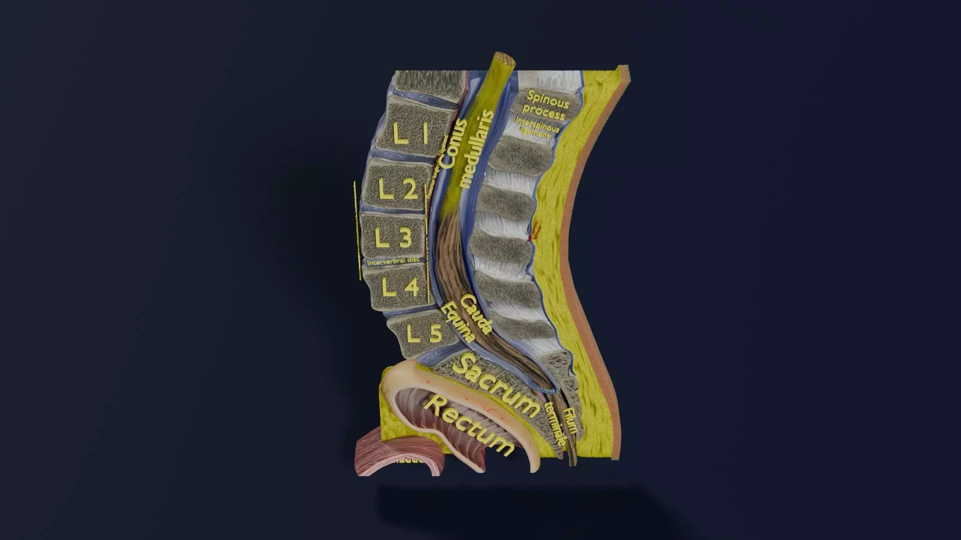 Lower Back Longitudinal section anatomy Low-poly 3D model