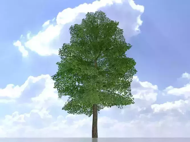 Alnus glutinosa tree summer 12000mm Low-poly 3D model