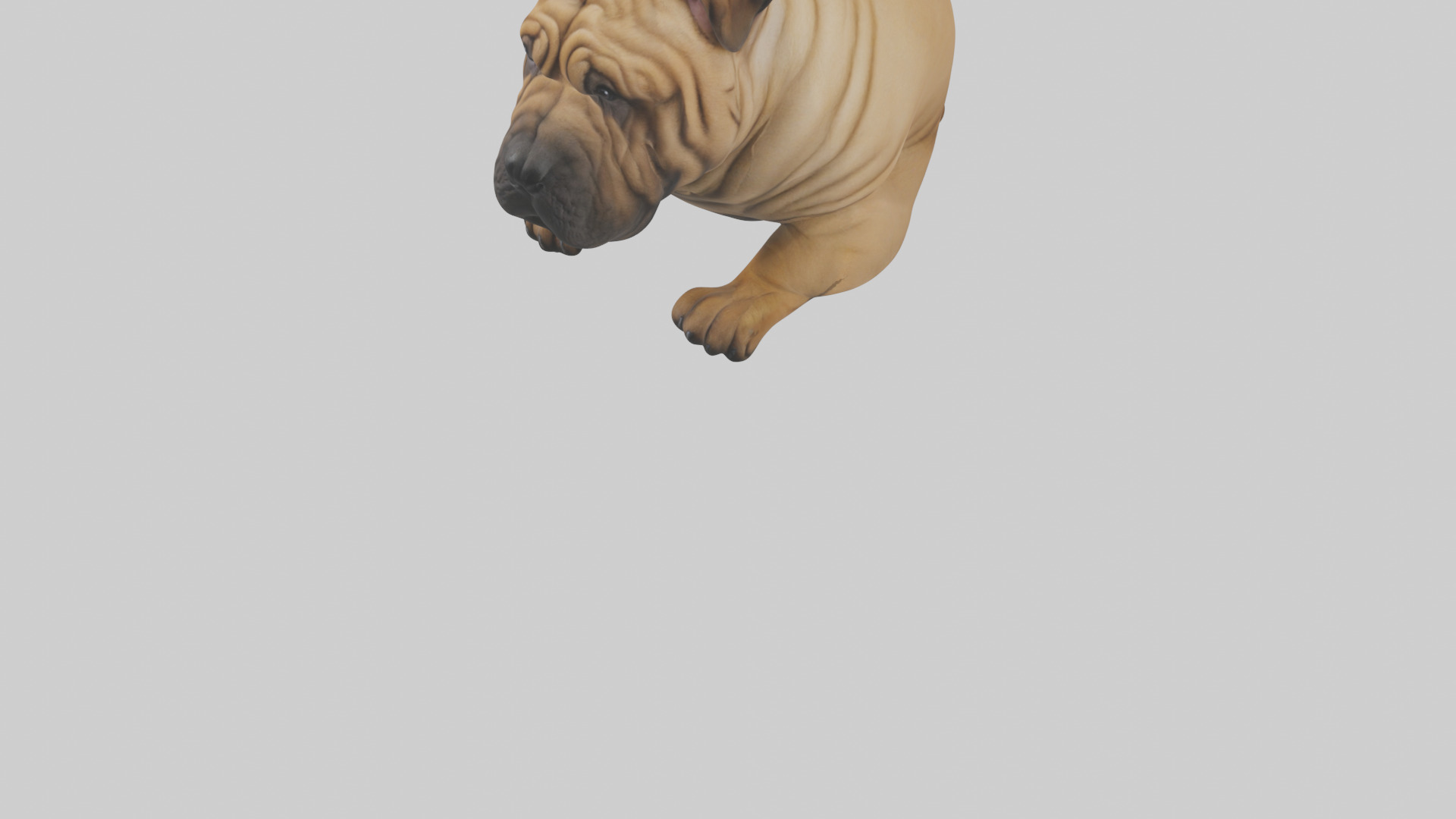 Chinese SharPei sitting model Low-poly 3D model_9
