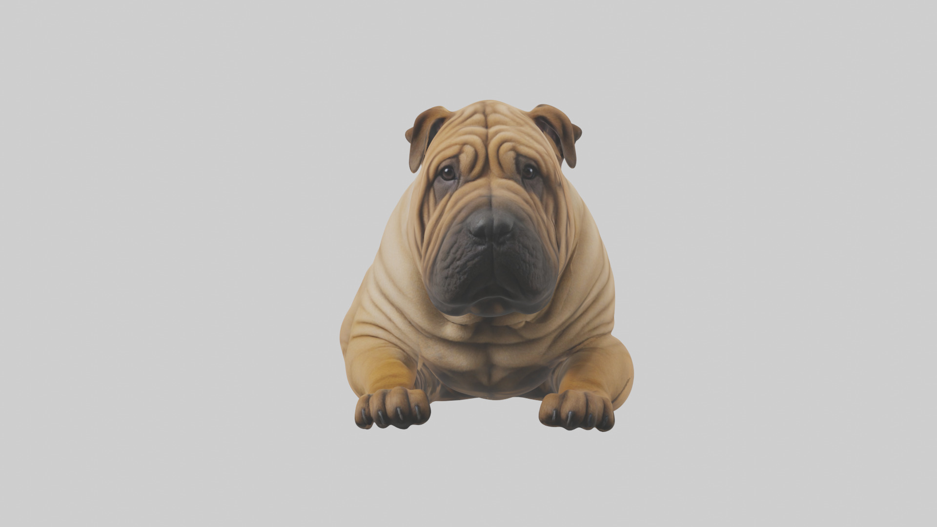 Chinese SharPei sitting model Low-poly 3D model_12