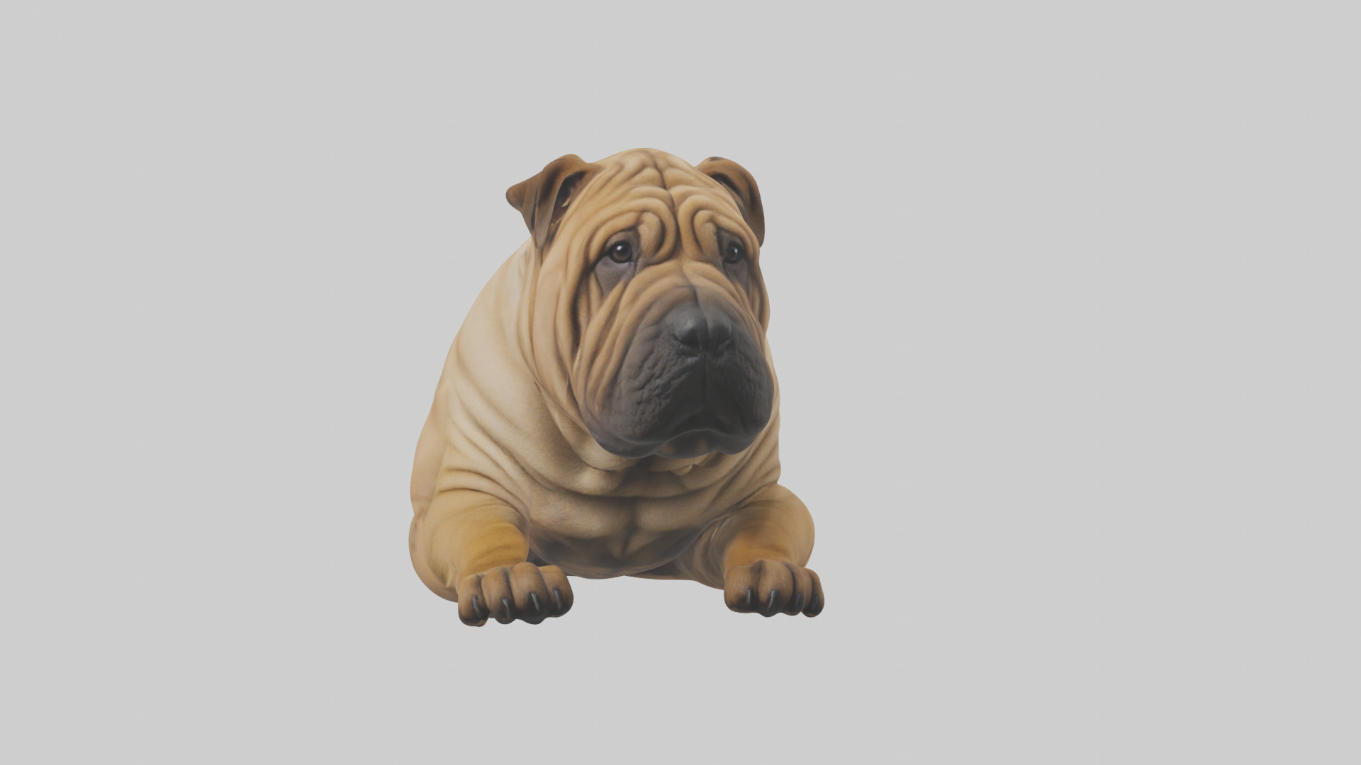 Chinese SharPei sitting model Low-poly 3D model_18
