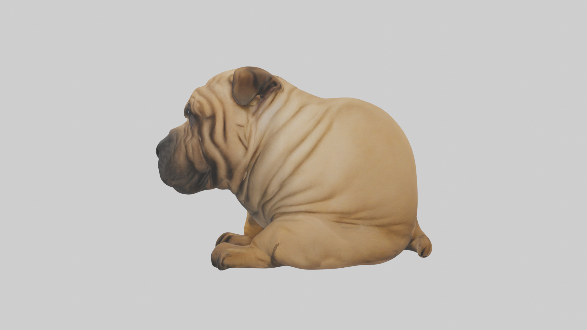 Chinese SharPei sitting model Low-poly 3D model_22