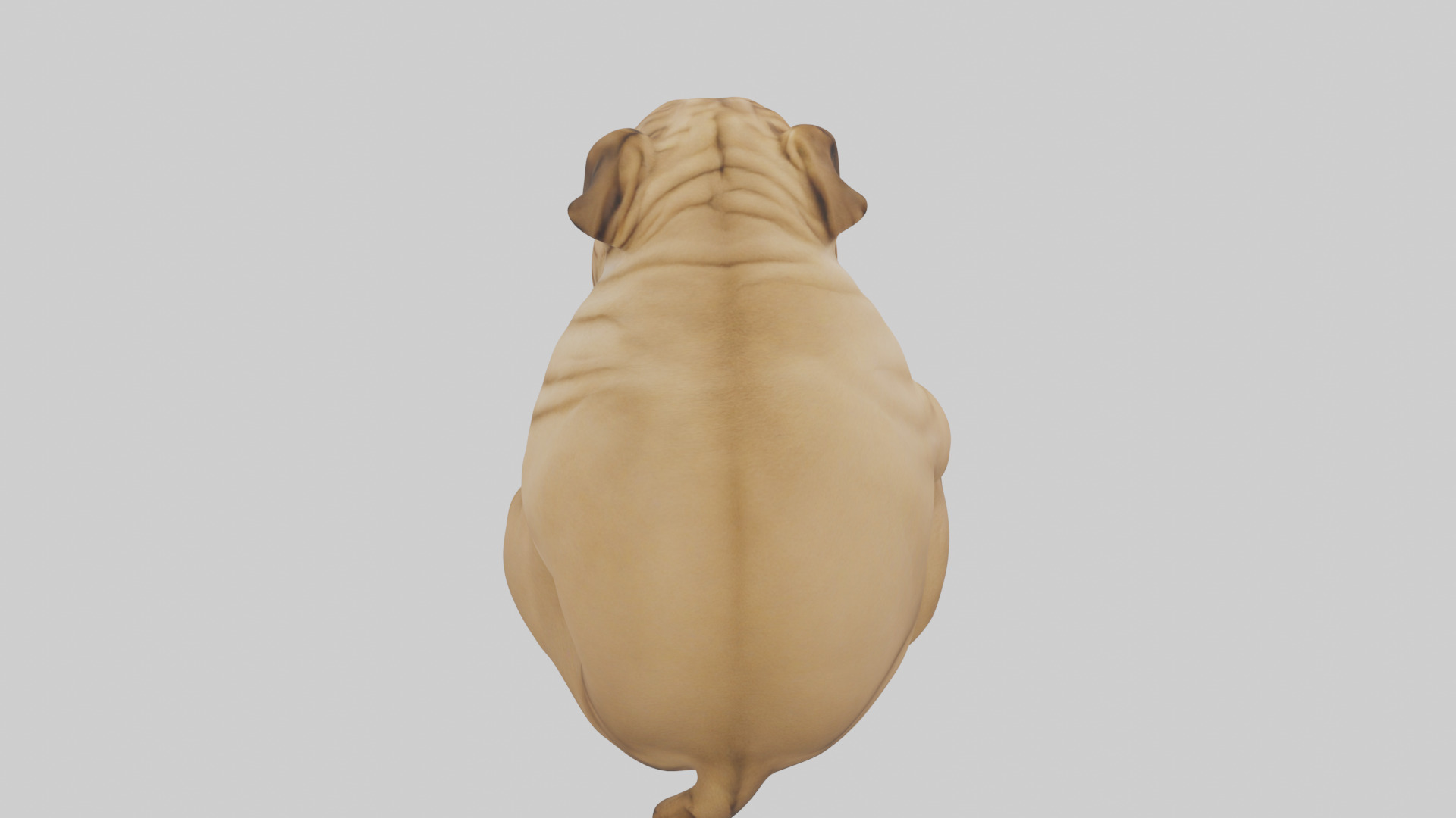 Chinese SharPei sitting model Low-poly 3D model_25
