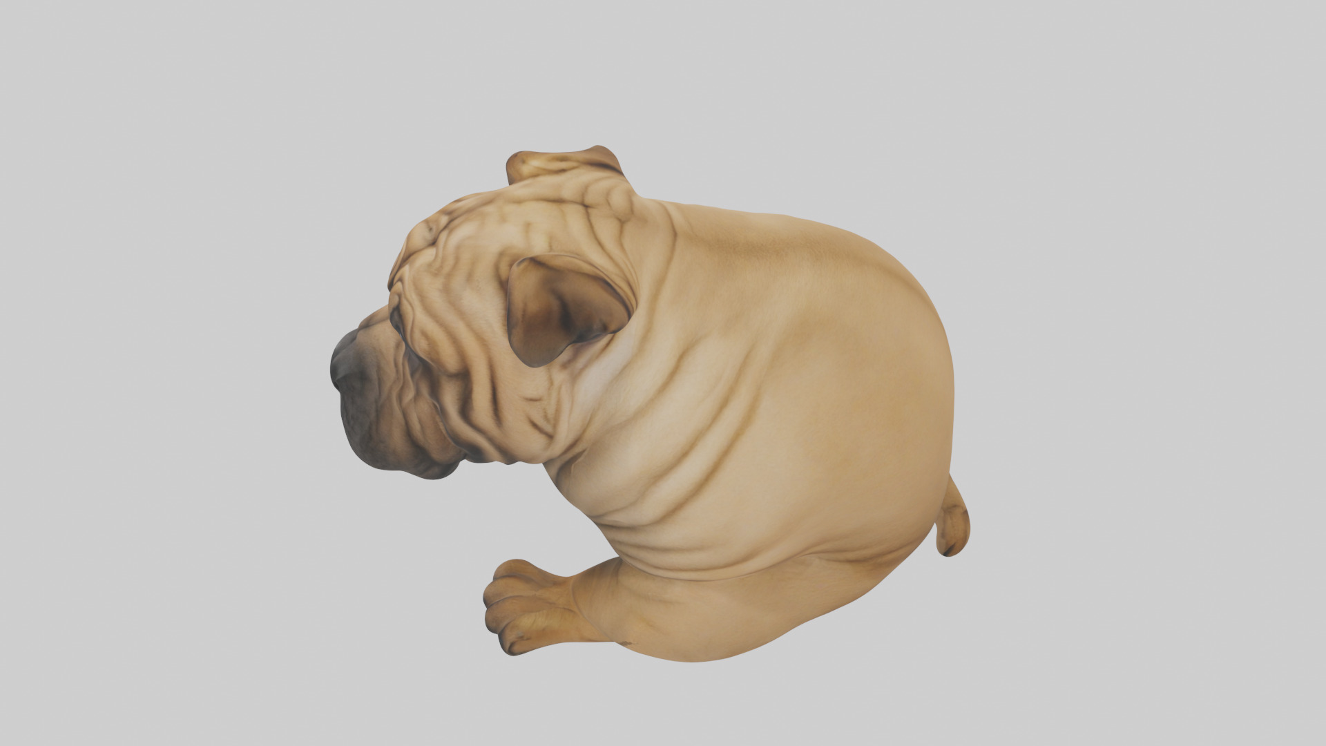 Chinese SharPei sitting model Low-poly 3D model_27