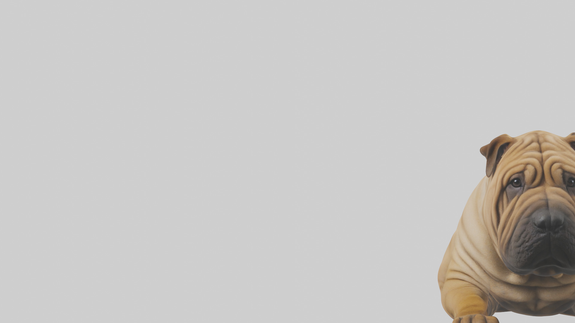 Chinese SharPei sitting model Low-poly 3D model_21