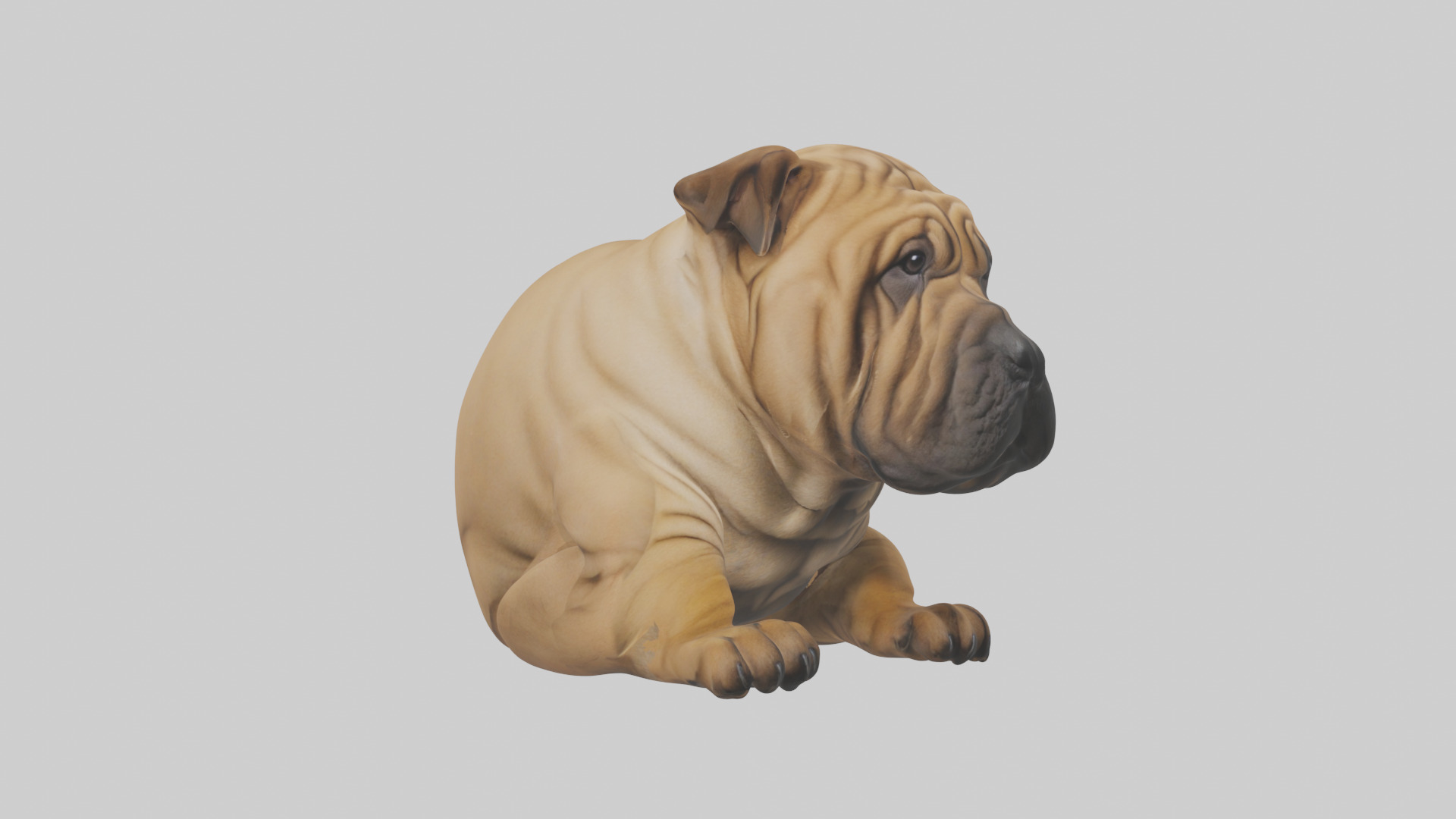 Chinese SharPei sitting model Low-poly 3D model_3