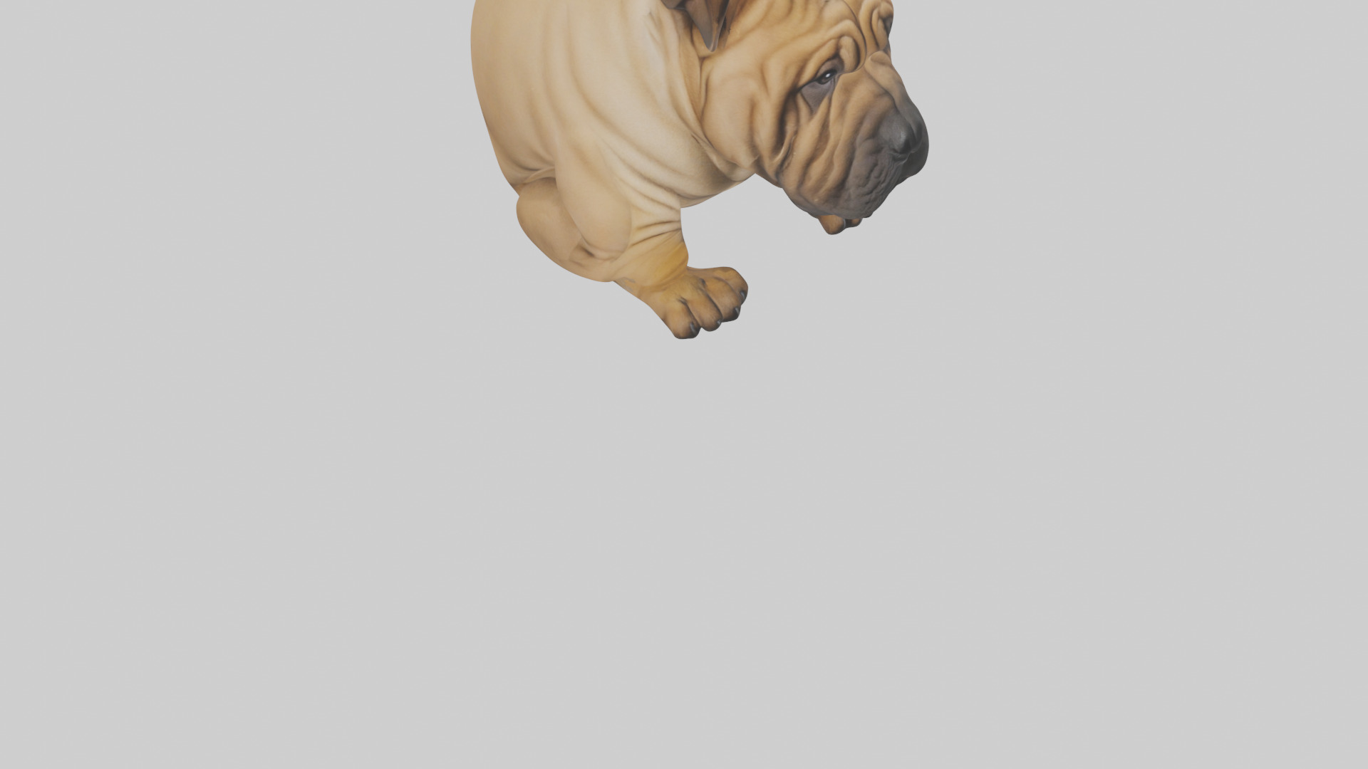 Chinese SharPei sitting model Low-poly 3D model_10