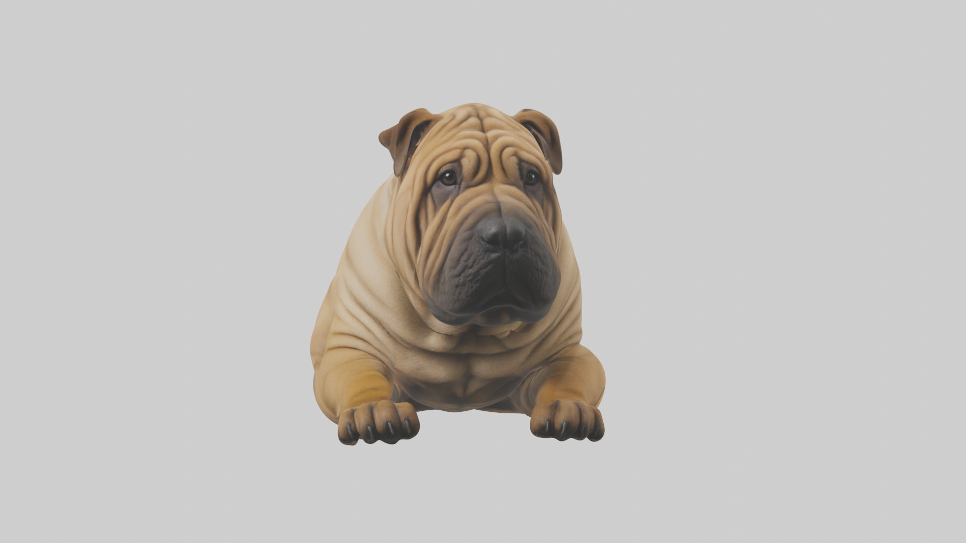 Chinese SharPei sitting model Low-poly 3D model_17