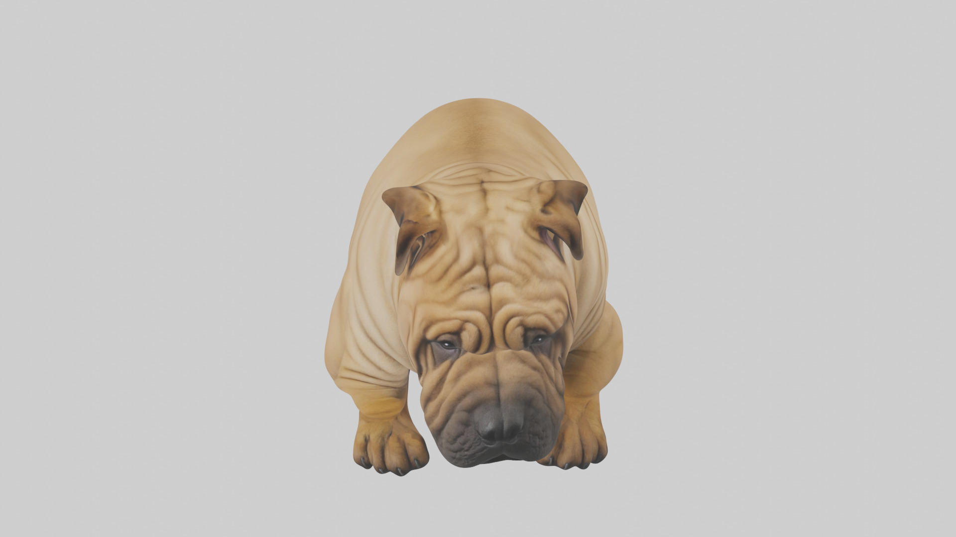 Chinese SharPei sitting model Low-poly 3D model_26