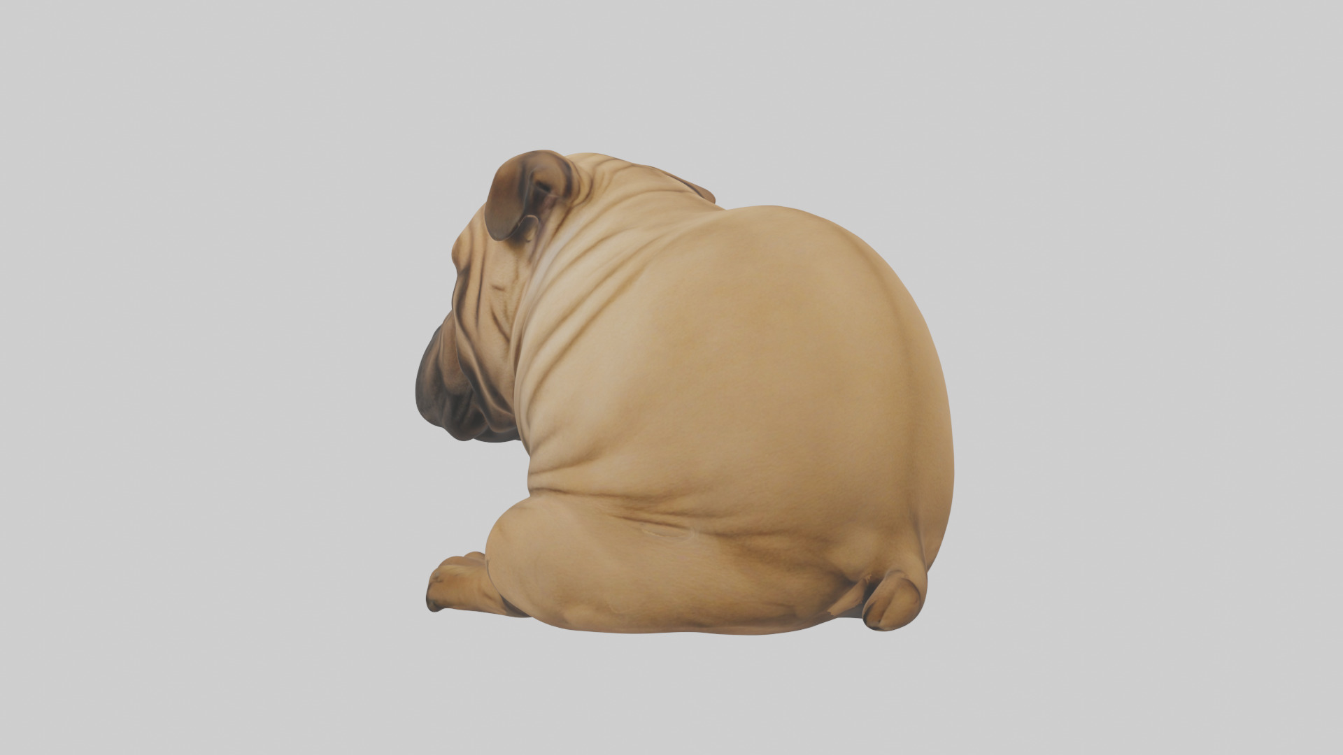 Chinese SharPei sitting model Low-poly 3D model_5