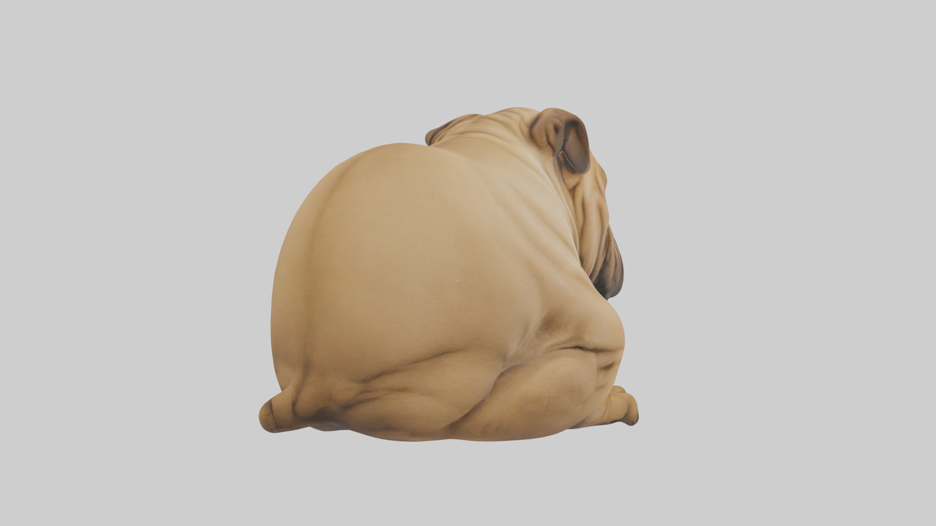 Chinese SharPei sitting model Low-poly 3D model_6