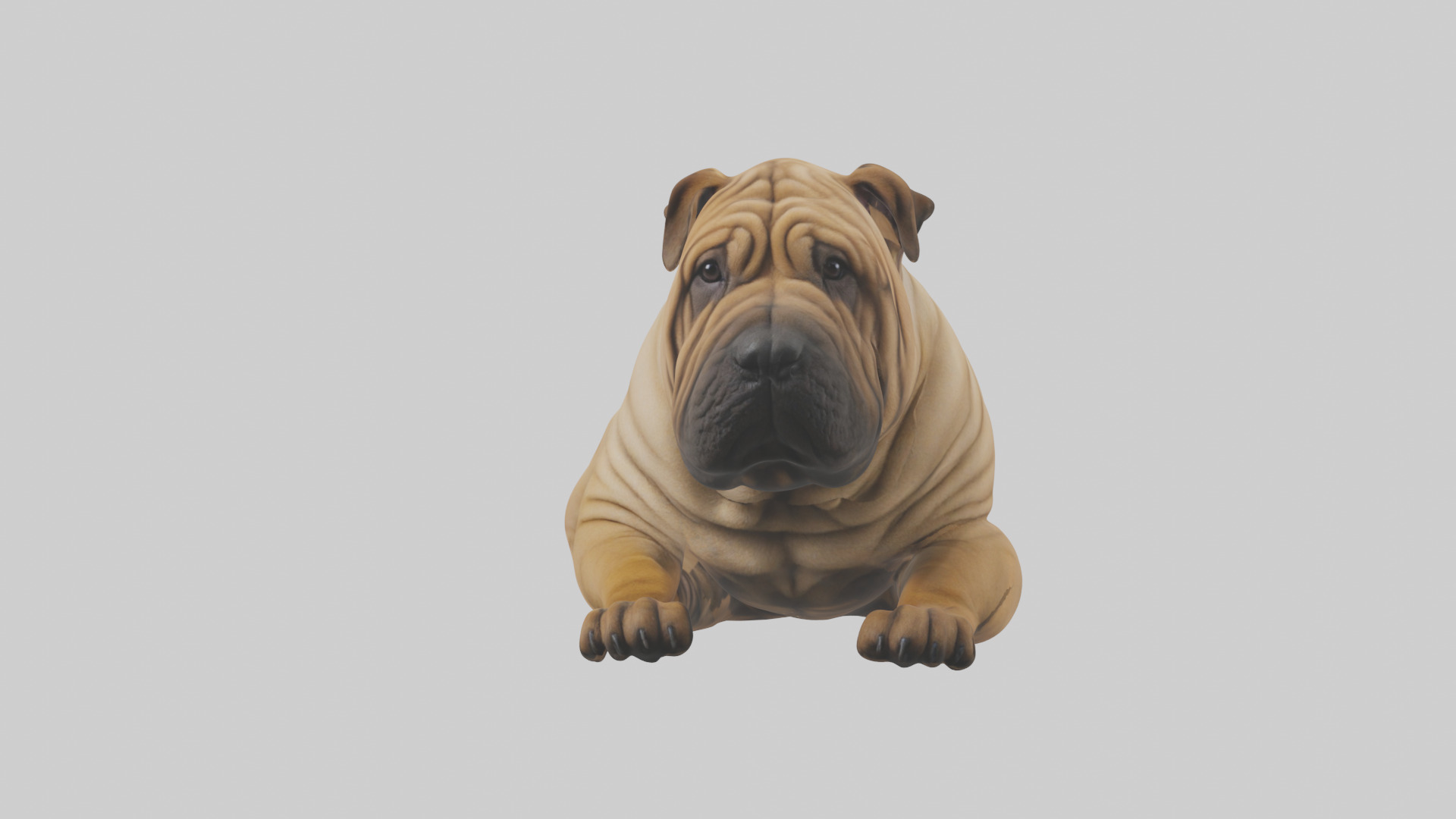 Chinese SharPei sitting model Low-poly 3D model_13