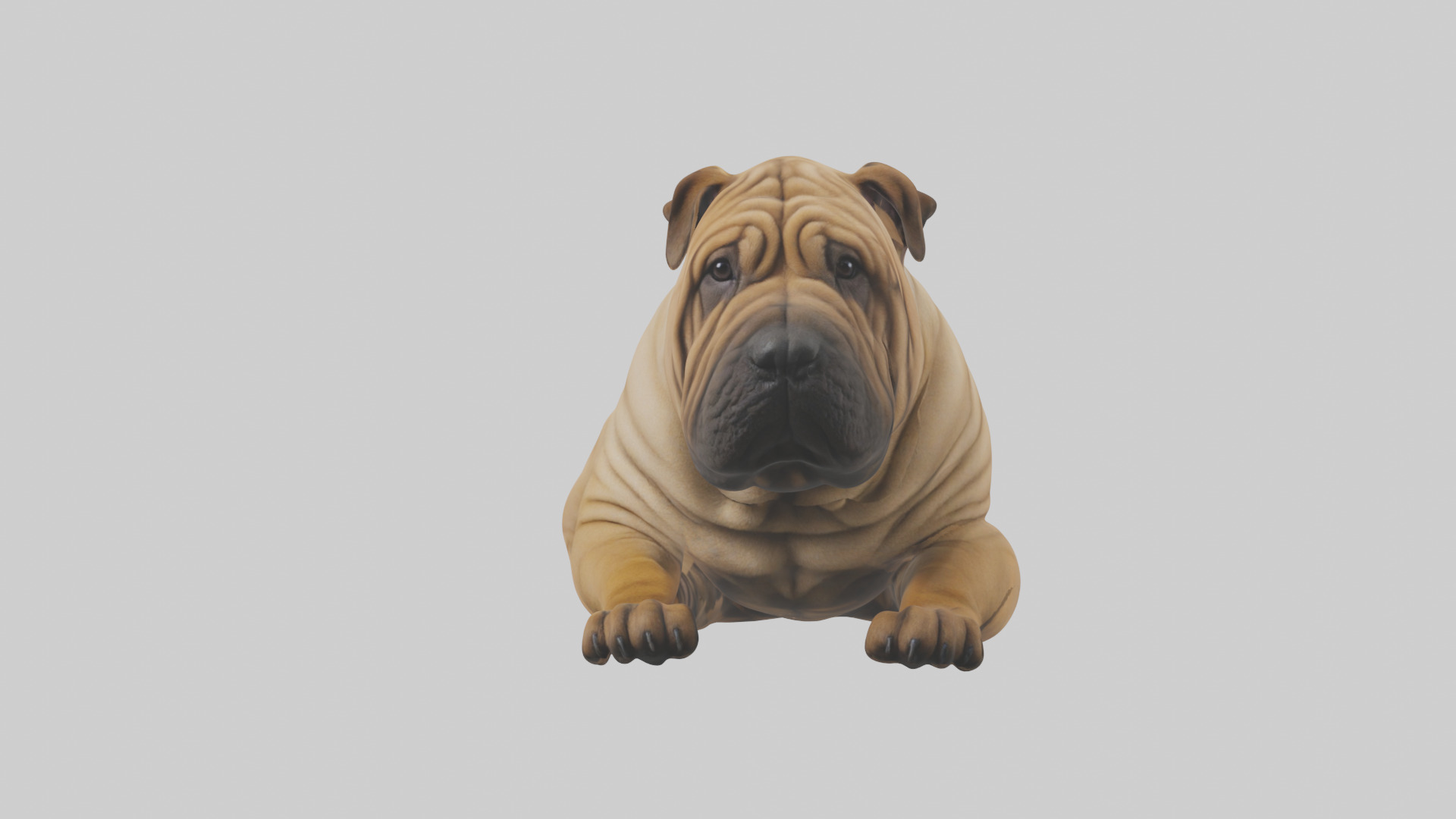 Chinese SharPei sitting model Low-poly 3D model_15