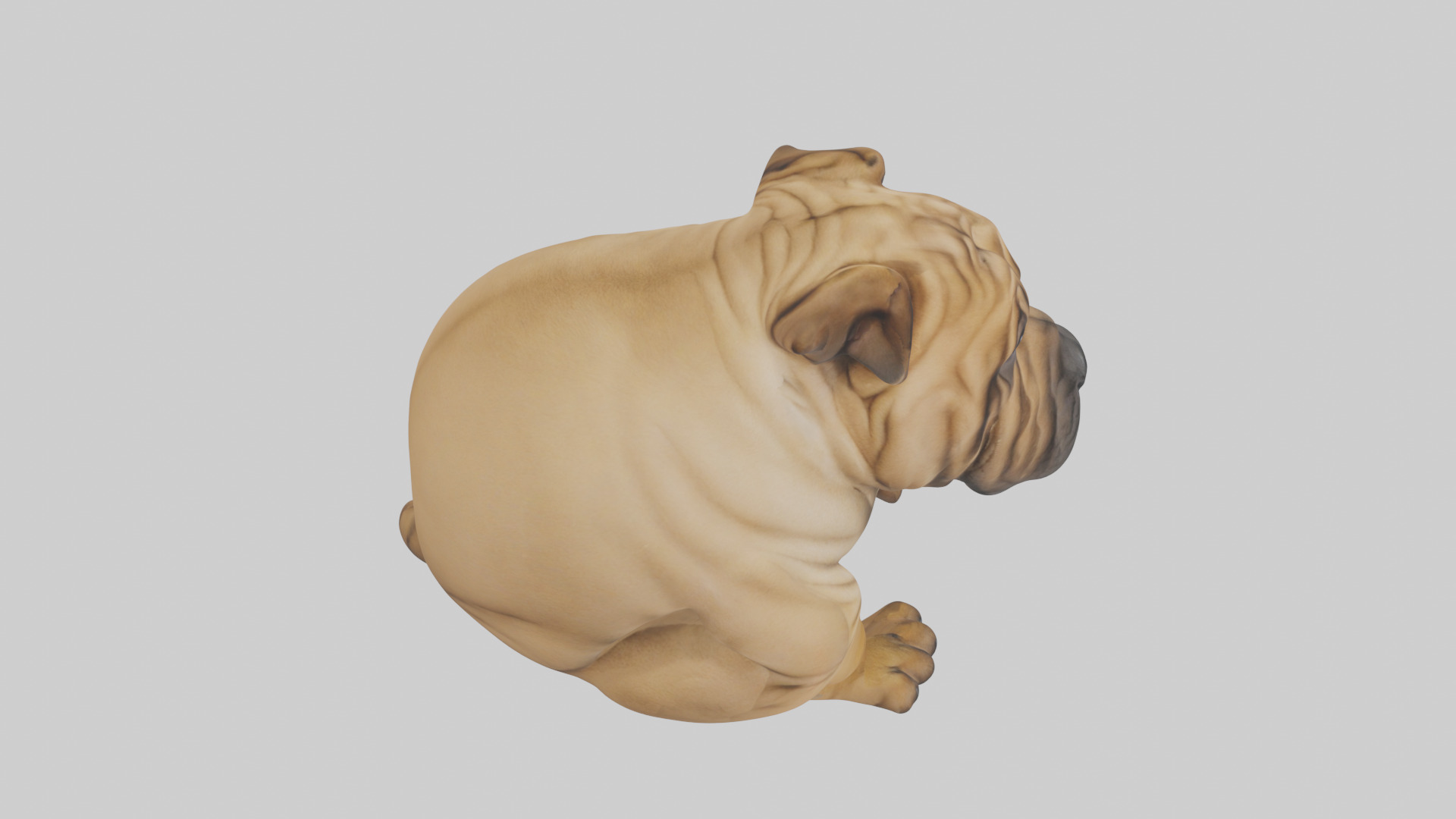 Chinese SharPei sitting model Low-poly 3D model_28