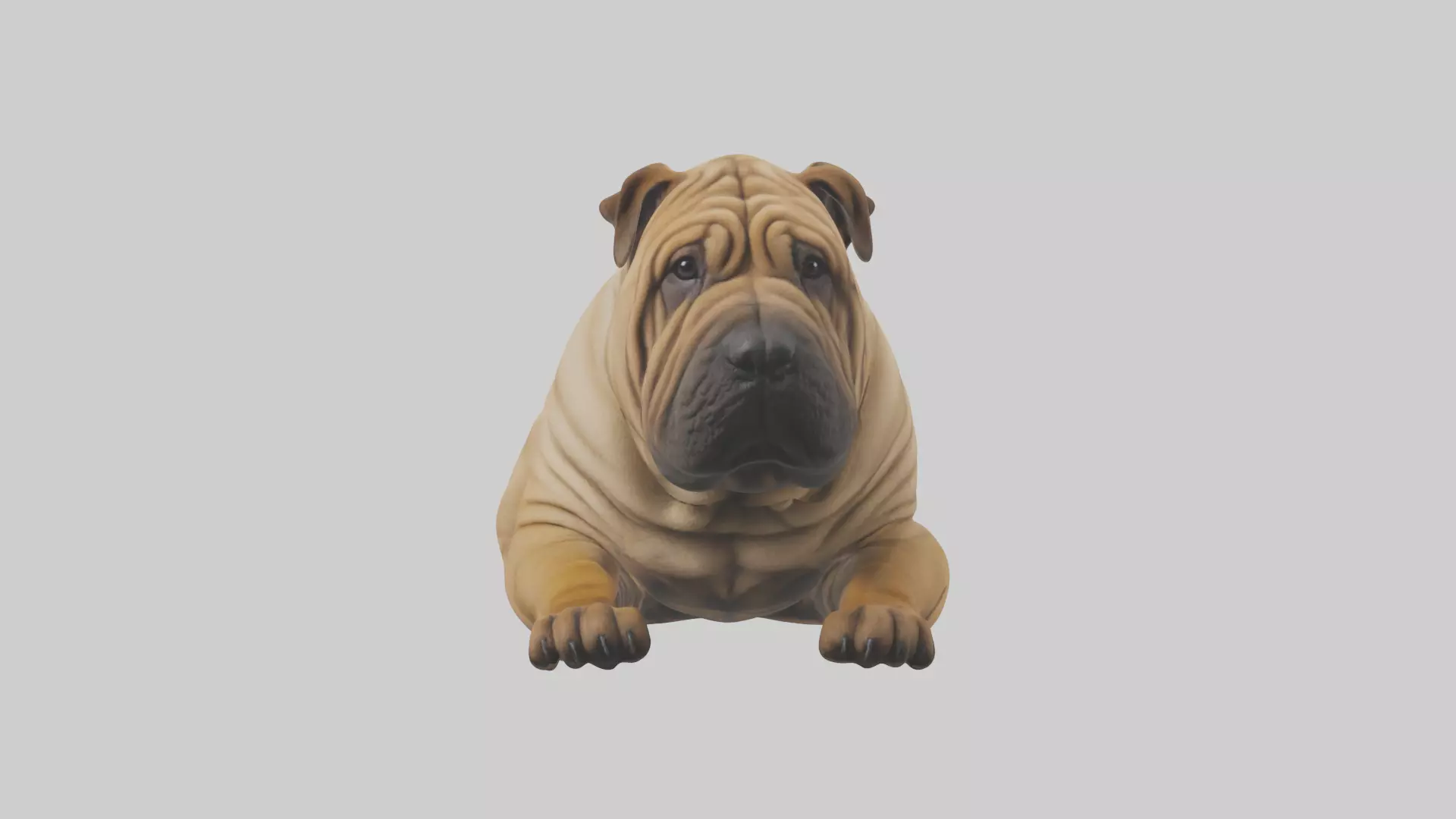 Chinese SharPei sitting model Low-poly 3D model_0