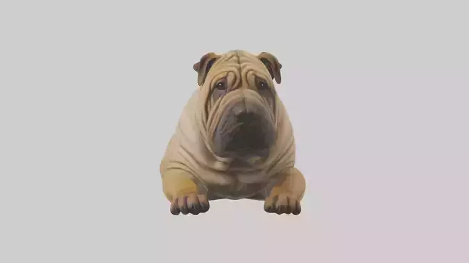 Chinese SharPei sitting model