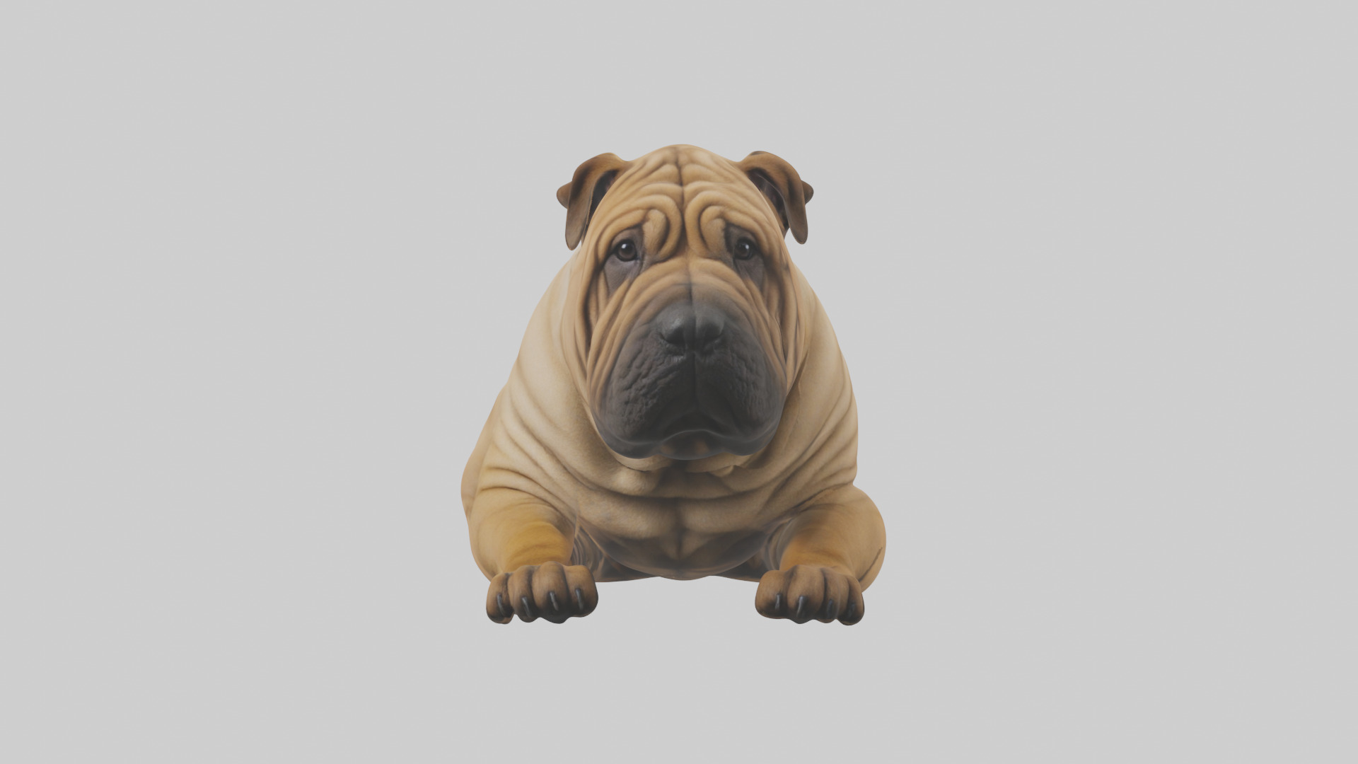 Chinese SharPei sitting model Low-poly 3D model_14