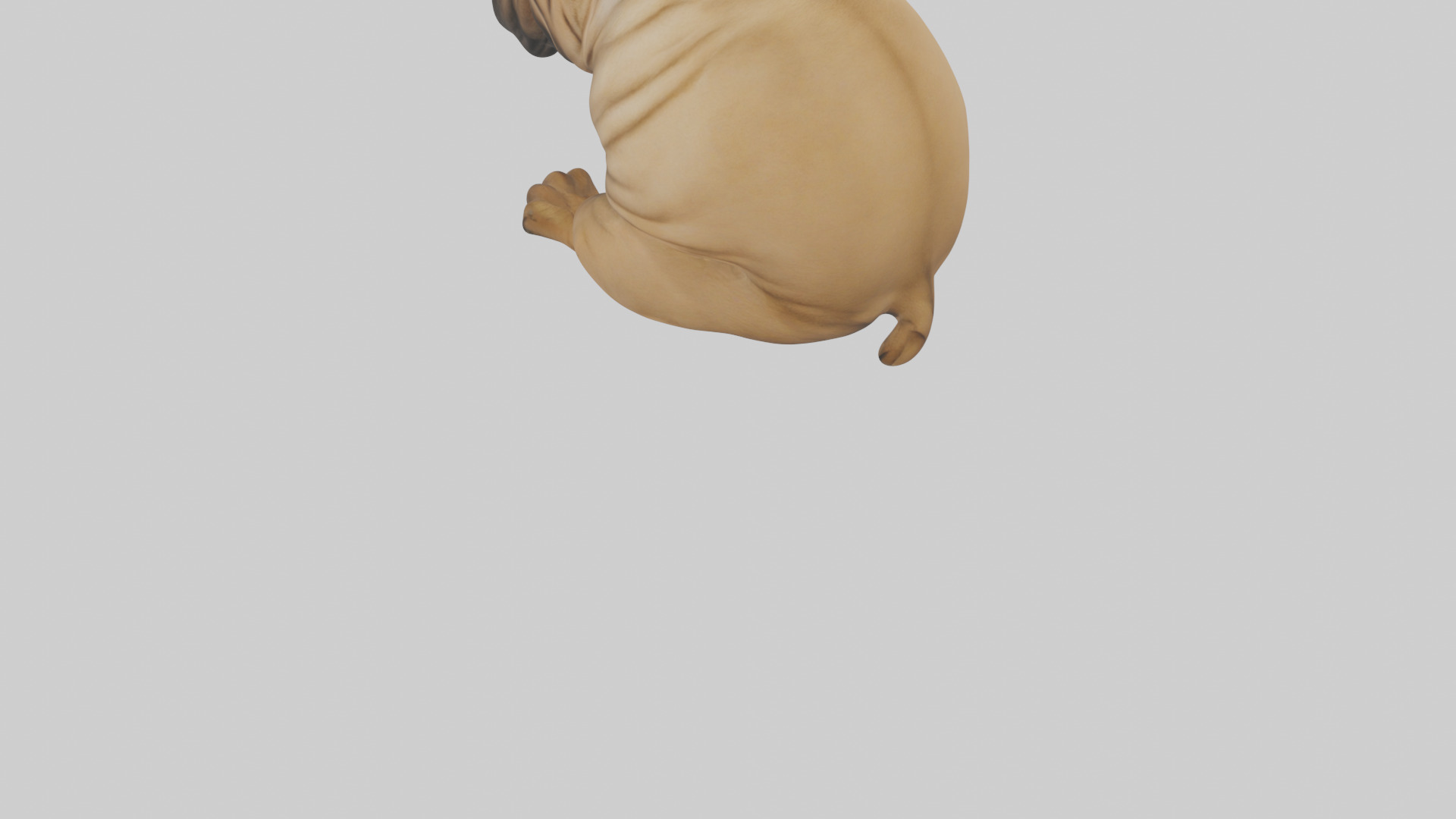 Chinese SharPei sitting model Low-poly 3D model_7