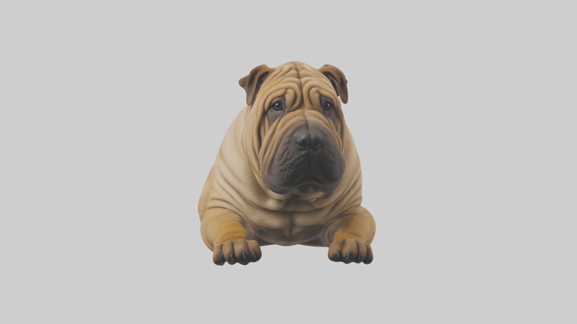 Chinese SharPei sitting model Low-poly 3D model_19