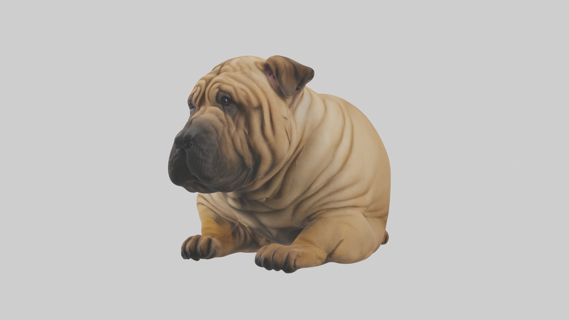 Chinese SharPei sitting model Low-poly 3D model_2