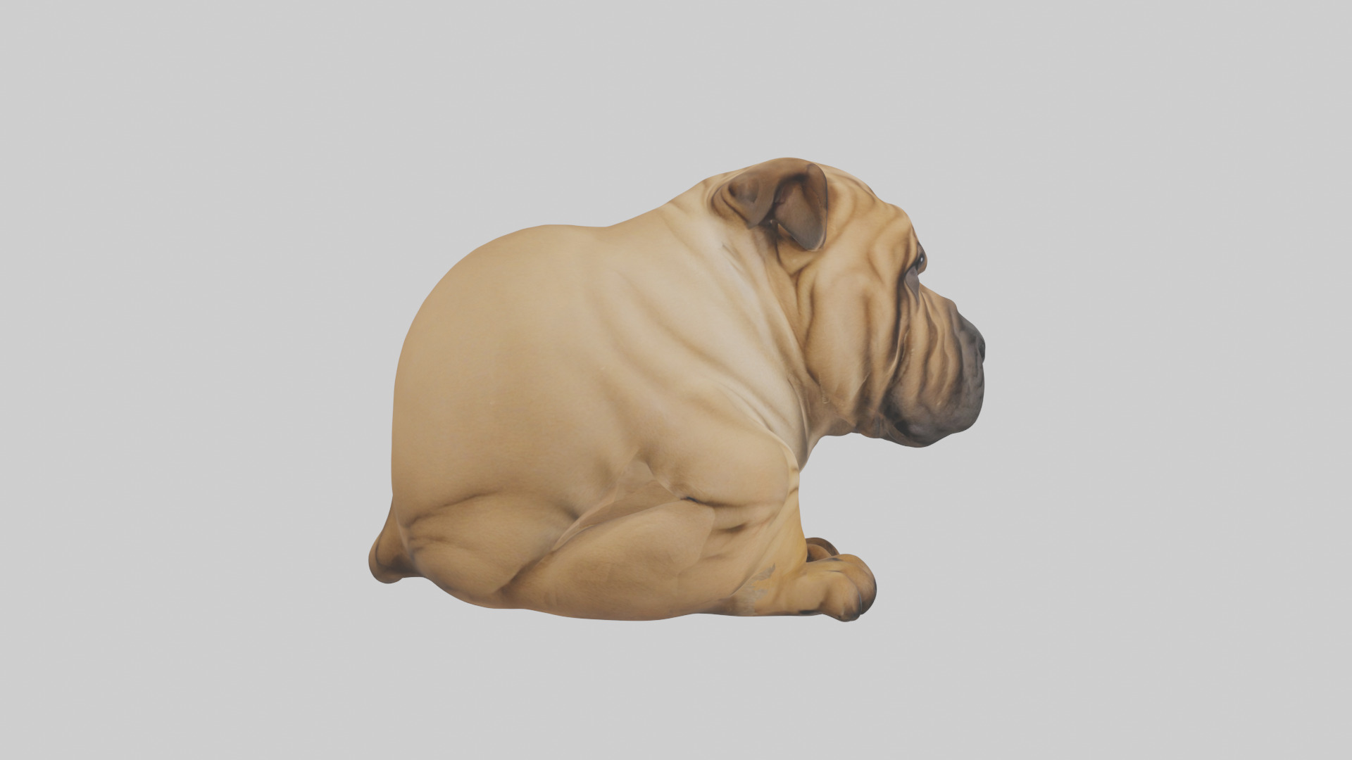 Chinese SharPei sitting model Low-poly 3D model_23
