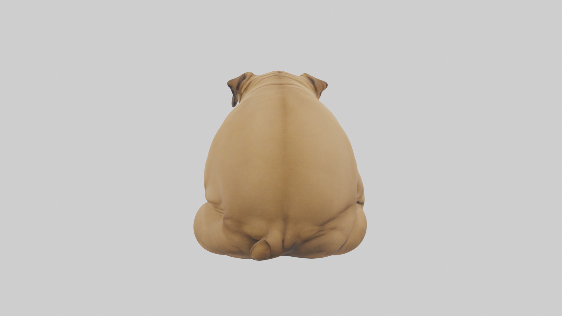 Chinese SharPei sitting model Low-poly 3D model_4