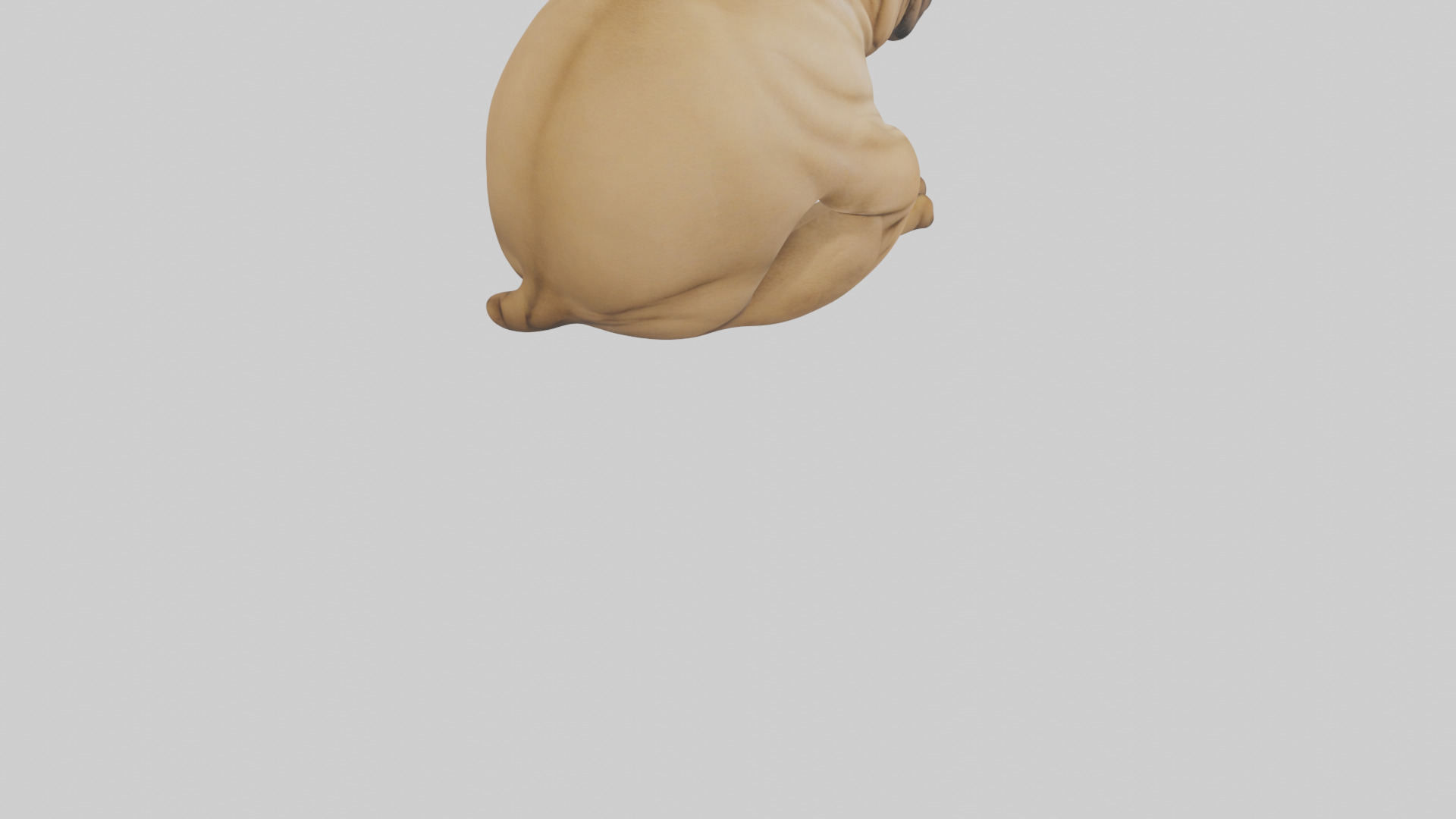 Chinese SharPei sitting model Low-poly 3D model_8
