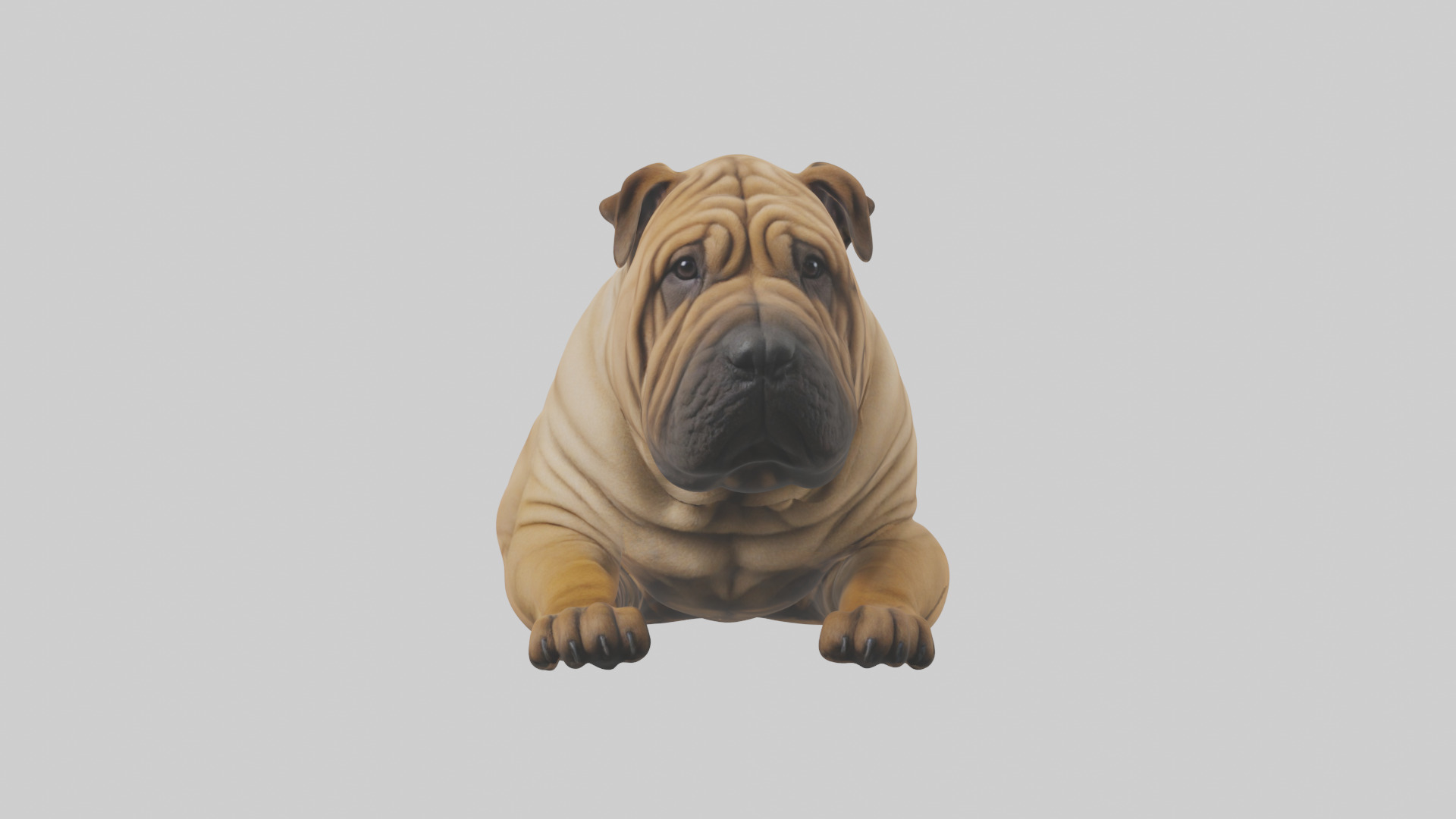 Chinese SharPei sitting model Low-poly 3D model_1