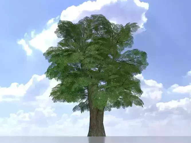 Alnus glutinosa tree summer 30000mm Low-poly 3D model