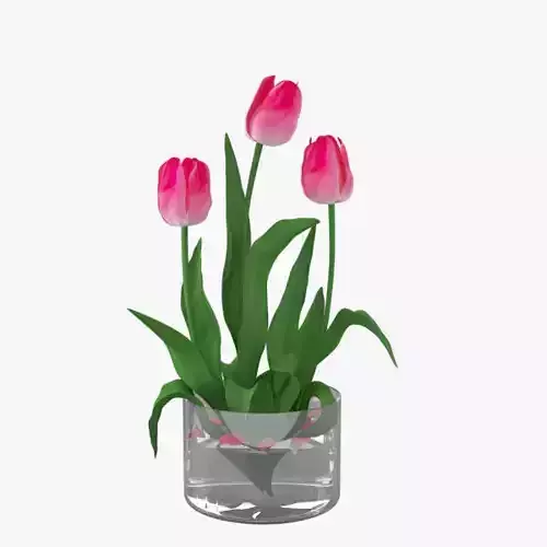 Pink tulips 