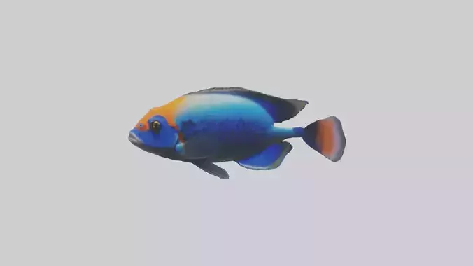 Cichlid exploring coral model
