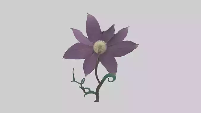 Clematis flower model