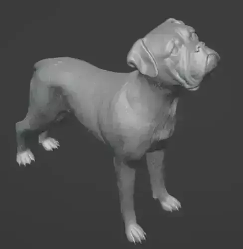 DOG BOXER High quality Boxer Dog Breed