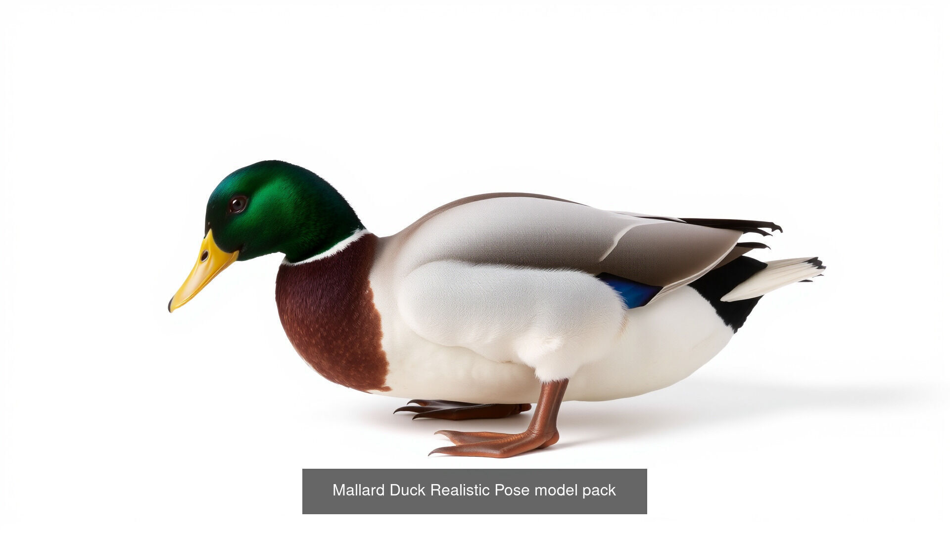 Farmyard Creatures 3D Pack 3D Model Collection_18